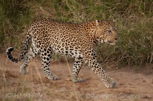Josh Manring Photographer Decor Wall Art - africa wildlife-2.jpg